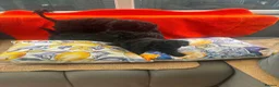Toy Poodle dogs for sale: 3 black toy poodles  - Advert 4