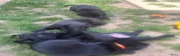 Labrador Retriever dogs for sale: Beautiful litter of Labradors  in Dartford - Advert 7