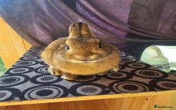 Netherland Dwarf rabbits for sale: Netherland dwarf rabbits bred from show stock  - Image 7