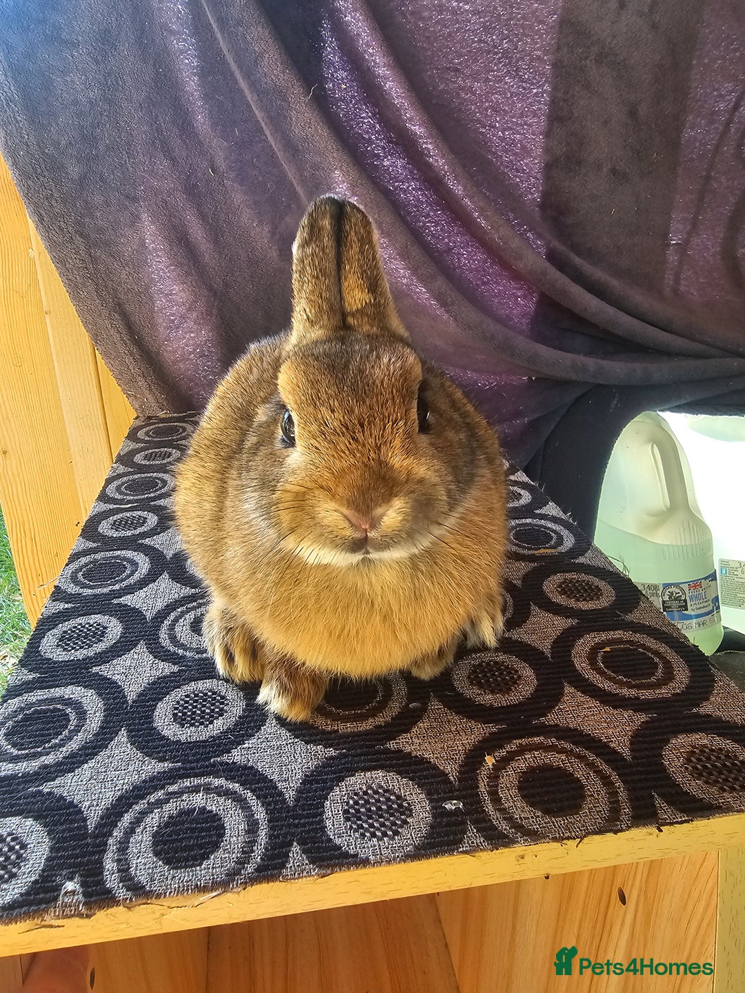 Netherland Dwarf rabbits for sale: Netherland dwarf rabbits bred from show stock  - Image 7