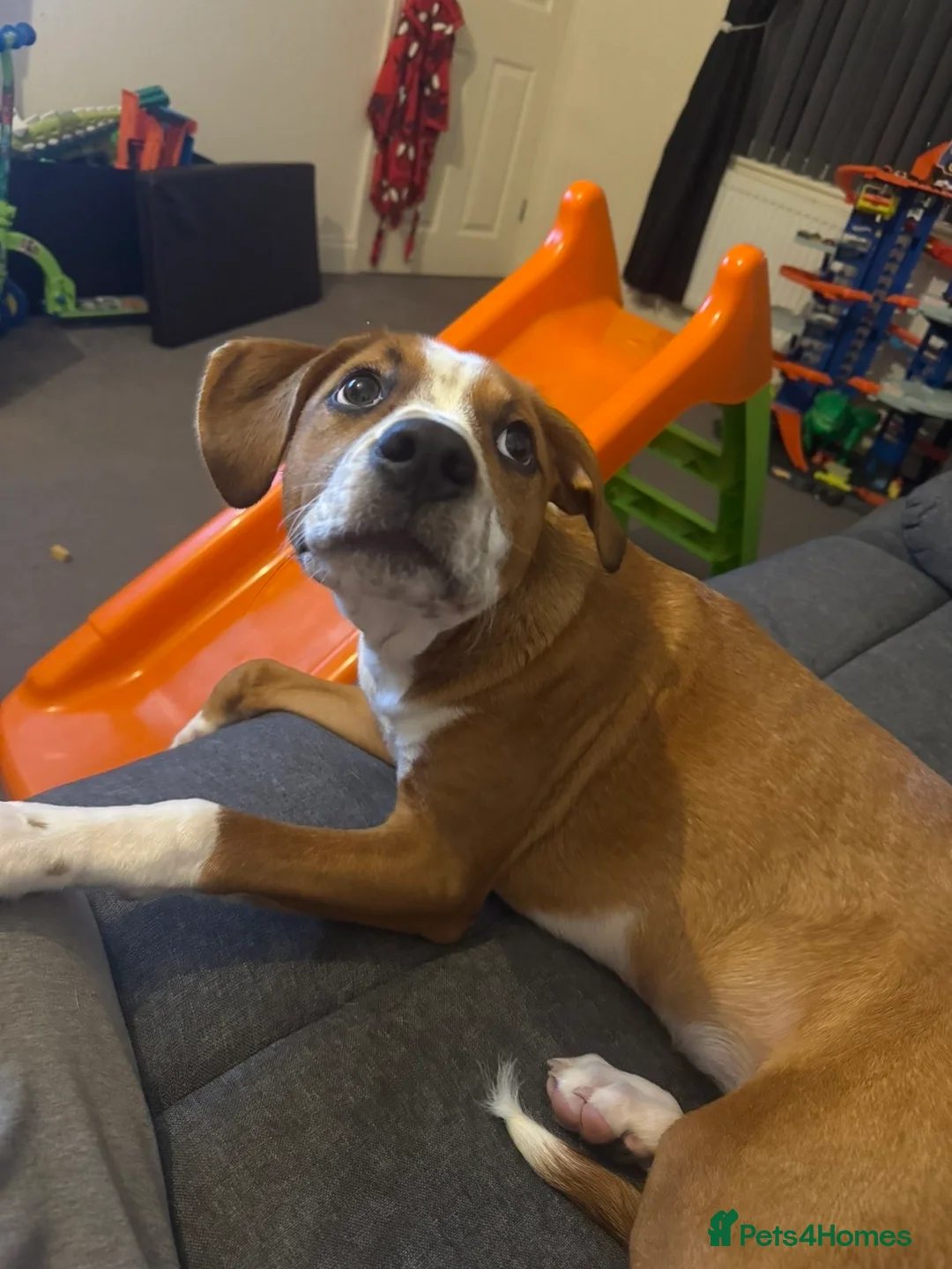 Mixed Breed dogs for sale: St Bernard x Dalmatian bitch  in Sheffield - Advert 2