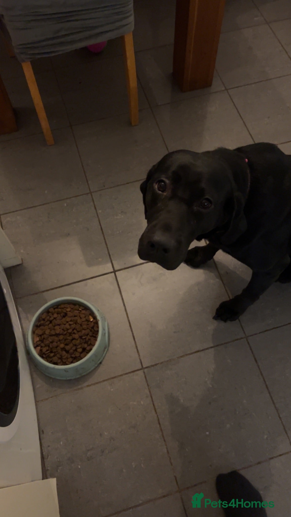 Mixed Breed dogs 🐾 2-Year-Old Black Lab × Hun Vizsla Home Wanted - Advert 10