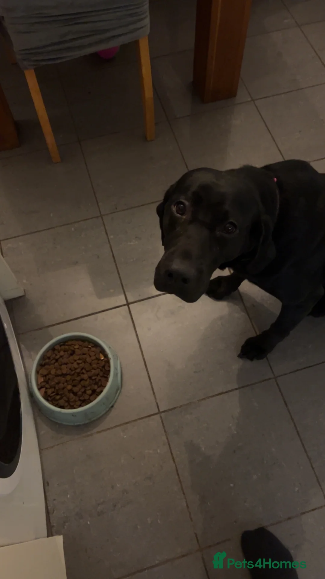 Mixed Breed dogs for sale: 🐾 2-Year-Old Black Lab × Hun Vizsla Home Wanted in Ripon - Advert 1