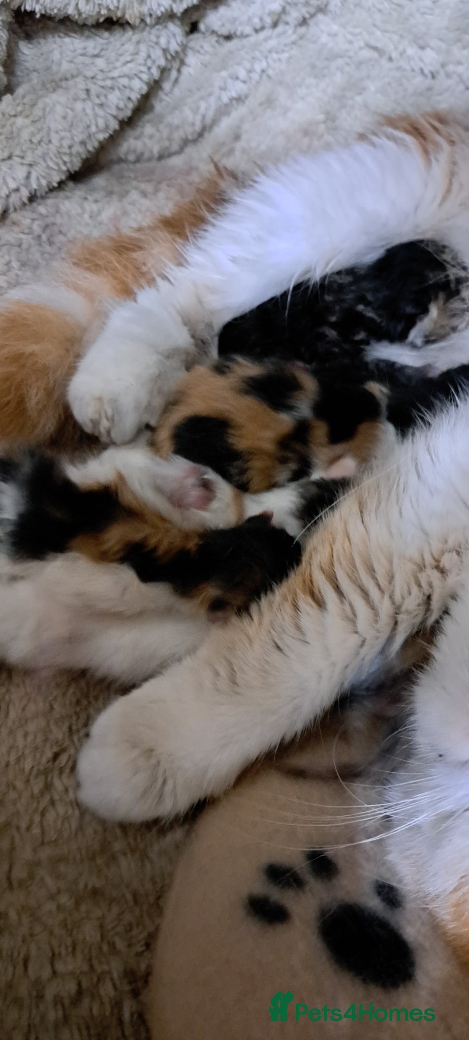 Exotic cats for sale: Gorgeous Exotic kittens in Leigh-on-Sea - Advert 9