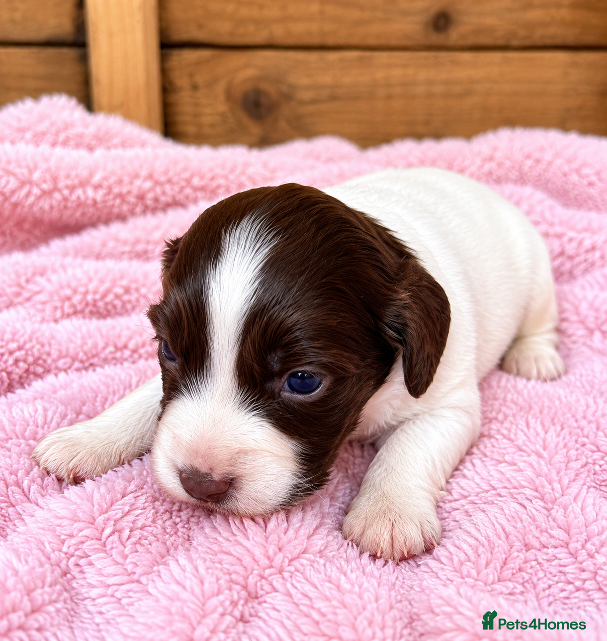 Cocker Spaniel dogs Merle and chocolate spaniel puppies  - Advert 2
