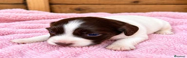 Cocker Spaniel Puppy 5