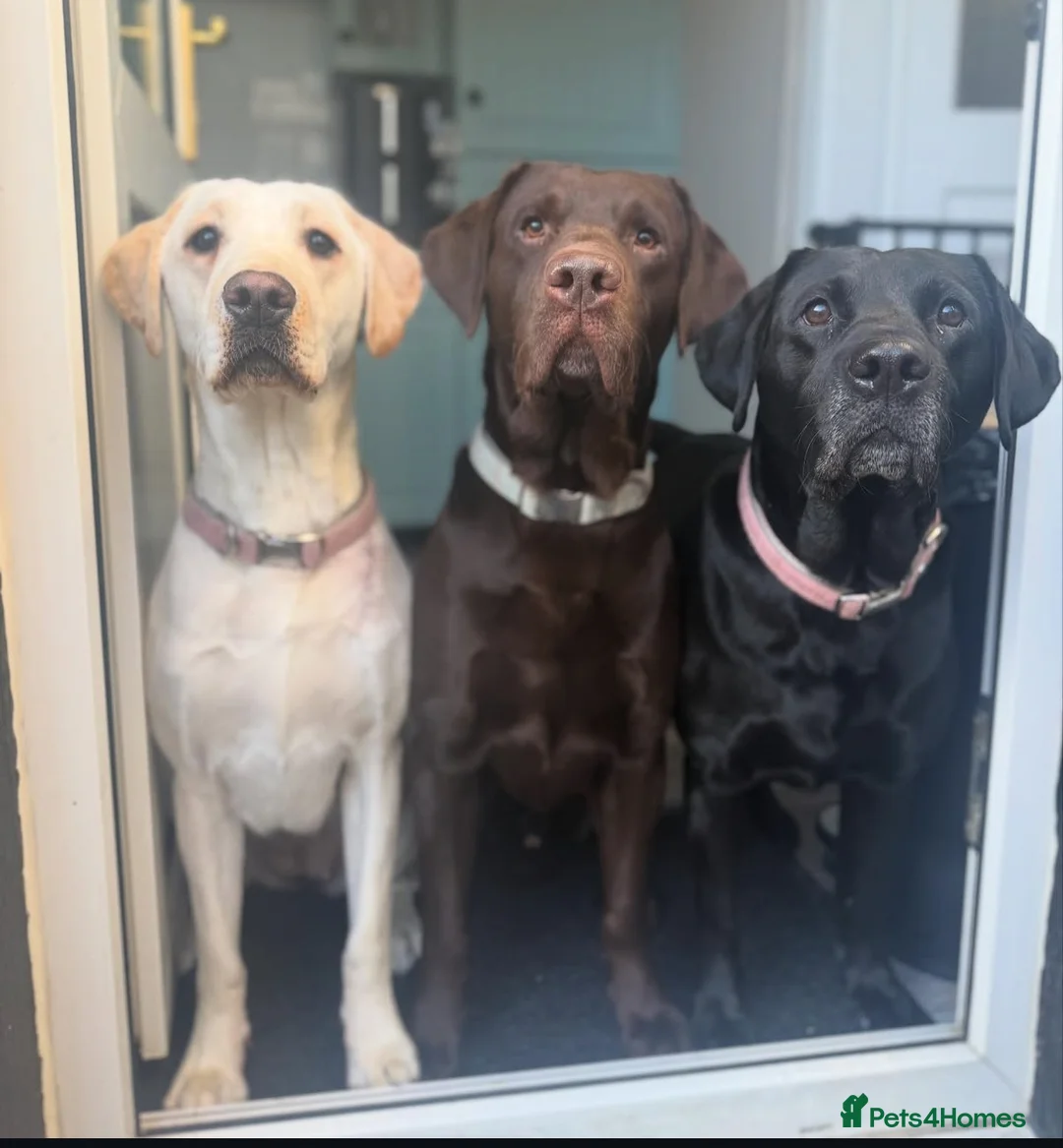 Labrador Retriever dogs for stud: Chocolate Labrador For Stud in Burnley - Advert 5
