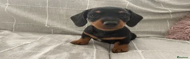 Dachshund 3