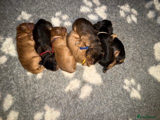 Cocker Spaniel dogs KC Reg Show Cocker Spaniel Puppies - Advert 1