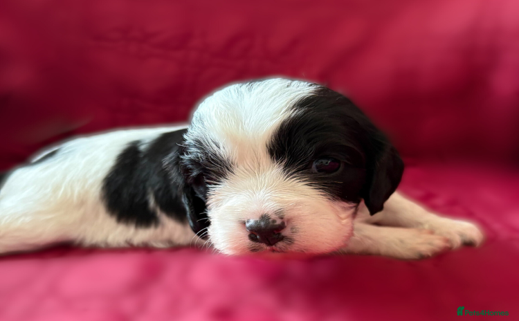 Cavapoo dogs - Advert 7