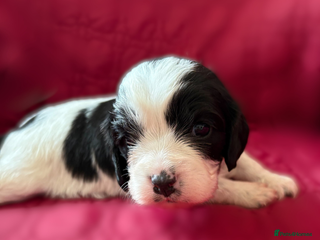 Cavapoo dogs - Advert 7