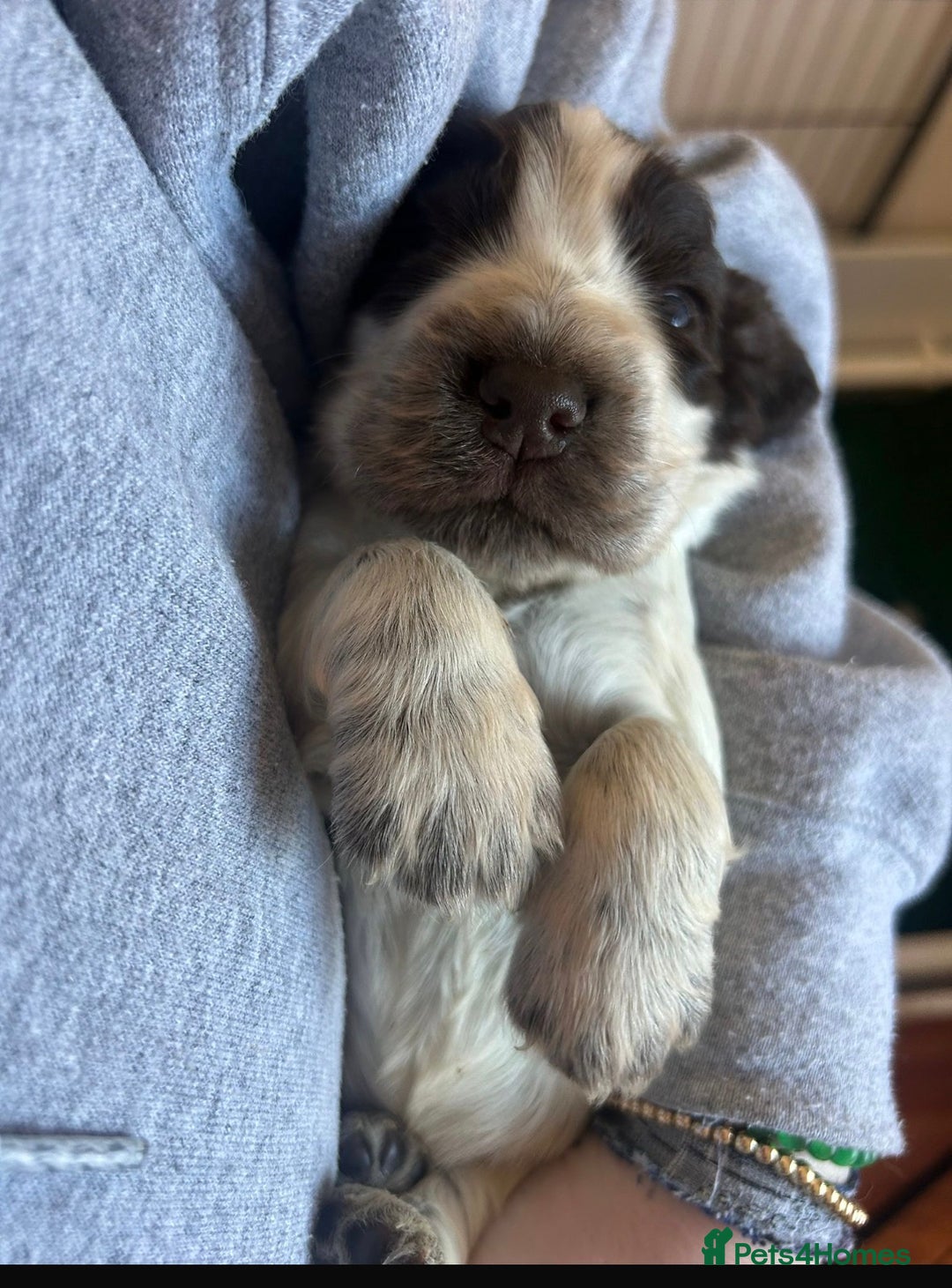 Cocker Spaniel dogs for sale: Quality kc show type cocker spaniels - Advert 11