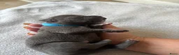 Staffordshire Bull Terrier dogs for sale: Staffordshire Bull Terrier puppies x8 in Swadlincote - Advert 31