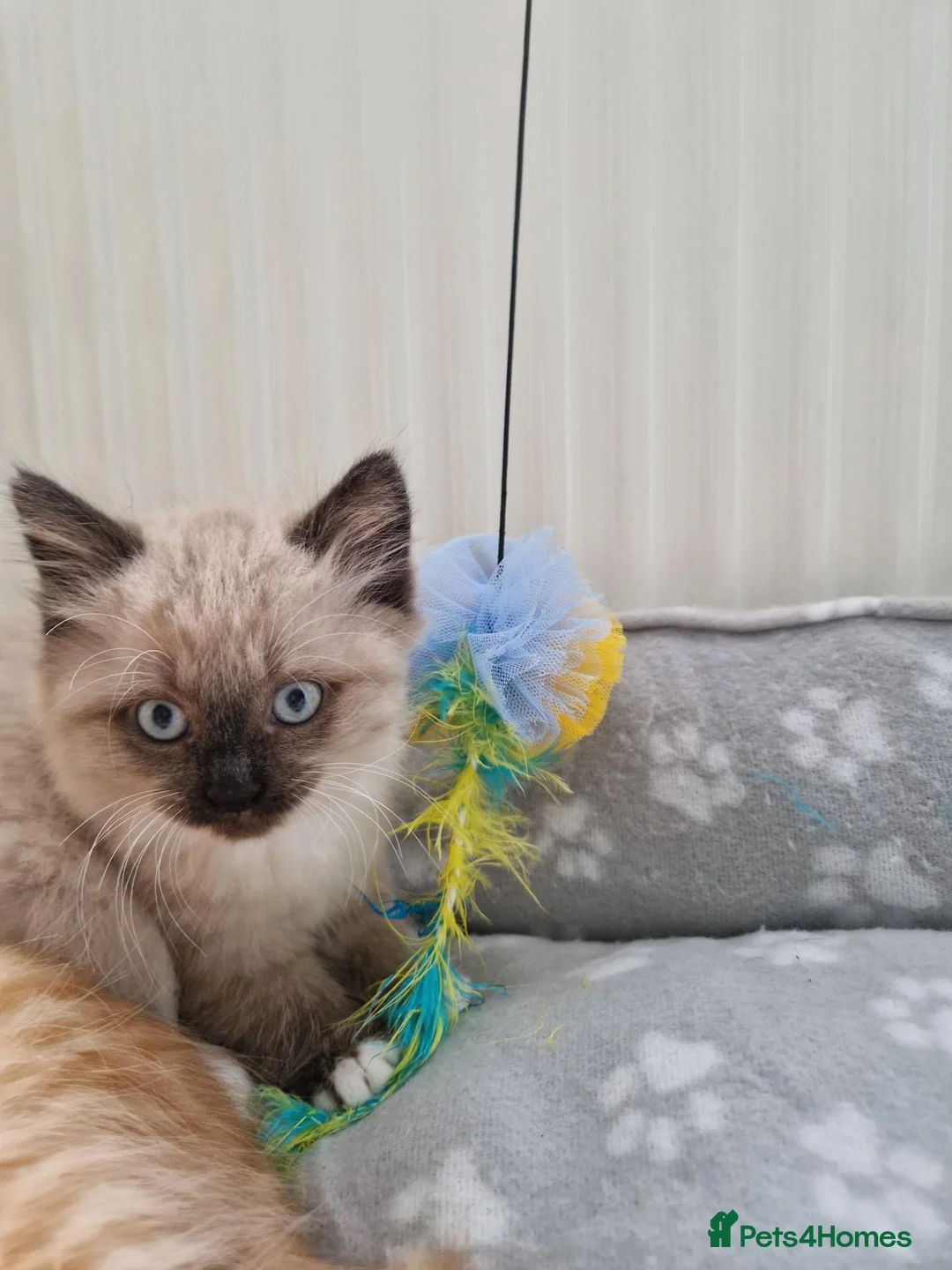 Mixed Breed cats for sale: Kitten - Advert 2