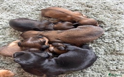 Miniature Dachshund dogs for sale: Exceptional mini long pups  - Image 2