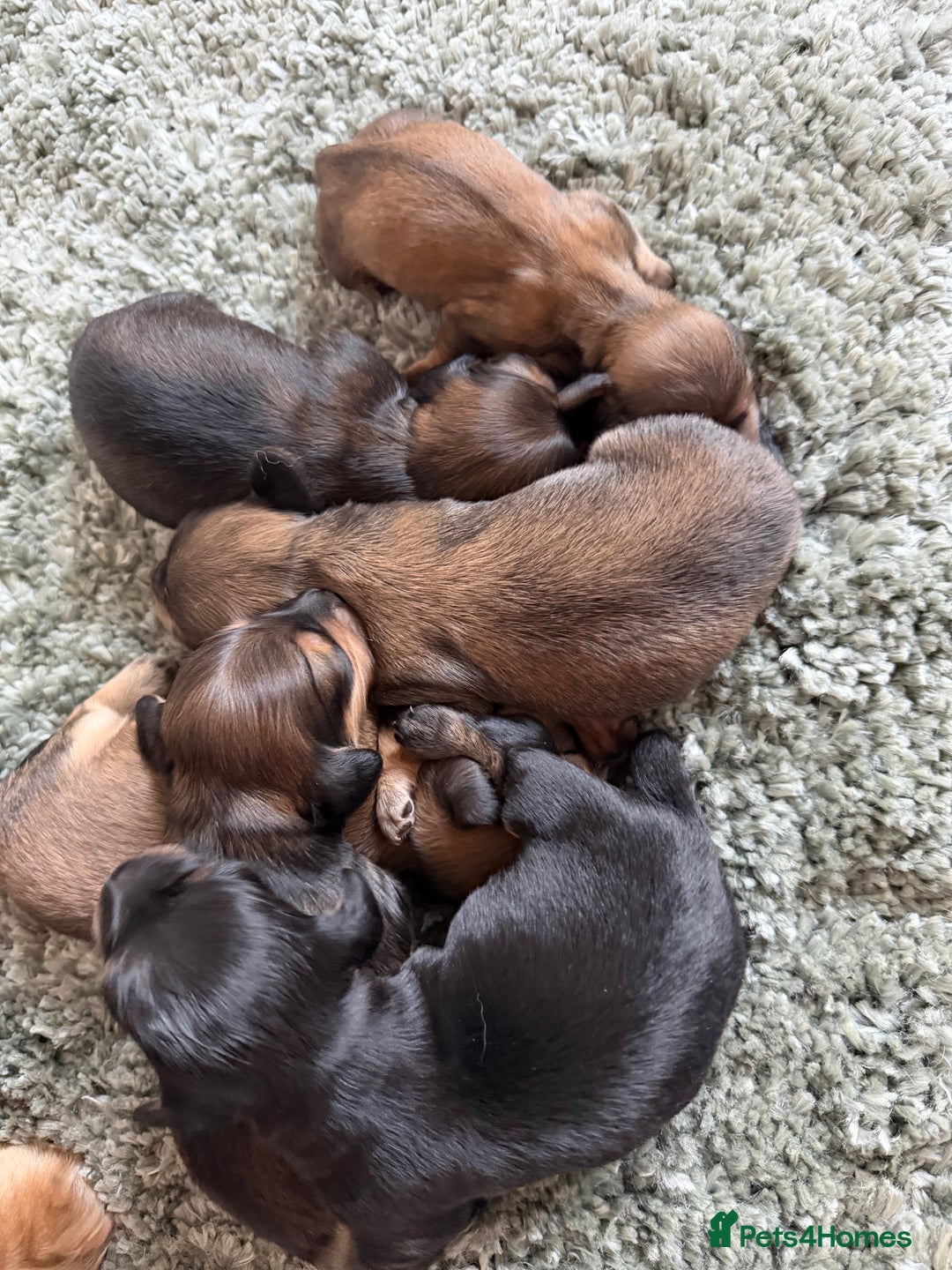 Miniature Dachshund dogs for sale: Exceptional mini long pups  - Image 2
