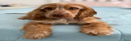 Cocker Spaniel dogs for sale: 8-Month-Old Golden Cocker Spaniel – Frank 💛 - Advert 3