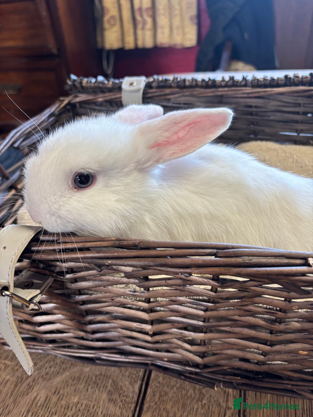 Mixed Breed rabbits for sale: Beautiful baby rabbits  - Image 2