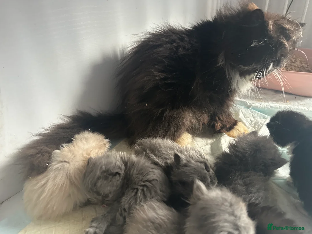 Persian cats for sale: Adorable Persian kittens  - Advert 2