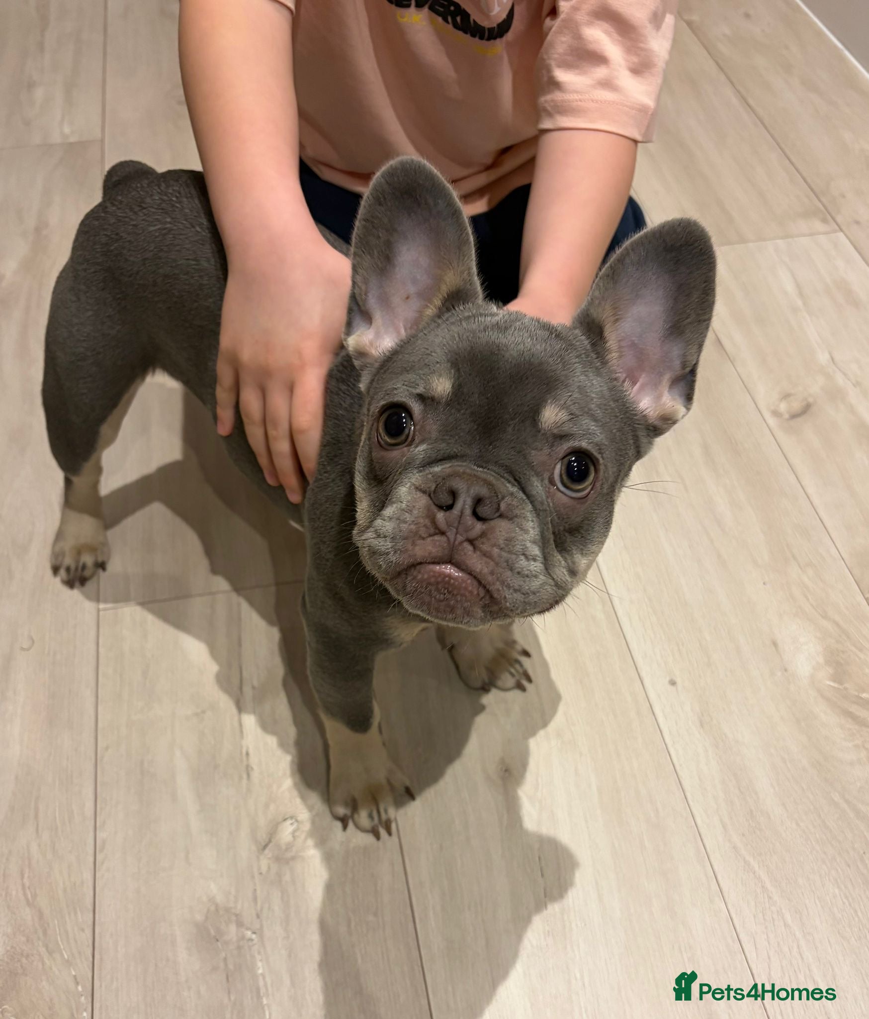 French Bulldog dogs Beautiful French bulldog DWKC registered  - Advert 2