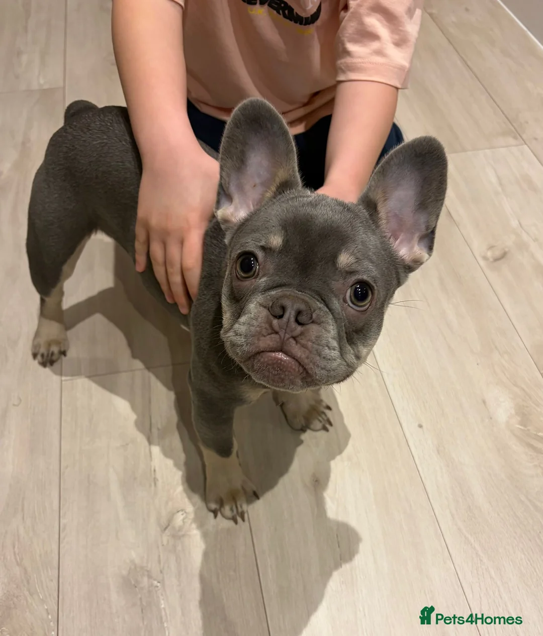 French Bulldog dogs for sale: Beautiful French bulldog DWKC registered  in Rochester - Advert 1