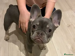 French Bulldog dogs Beautiful French bulldog DWKC registered - Advert 2