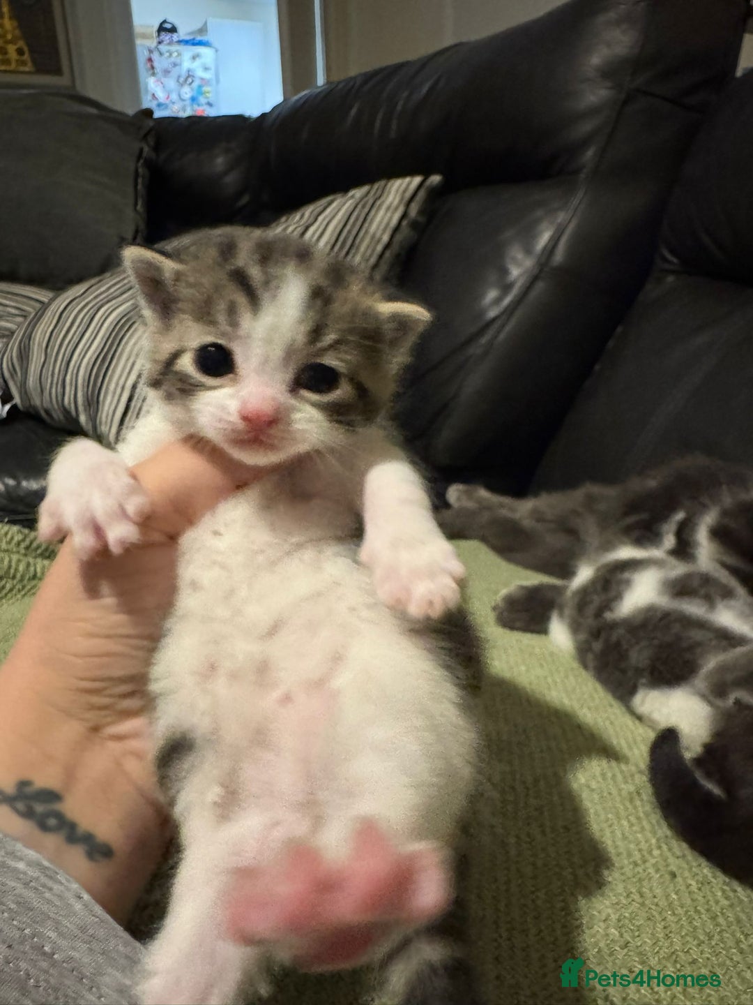 Mixed Breed cats for sale: Russian Blue x Tabby - Advert 23