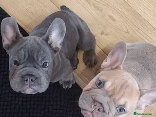 French Bulldog dogs Beautiful French bulldog pups - Advert 7