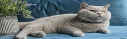 British Shorthair cats for stud: Outstanding champion lilac stud  - Advert 7