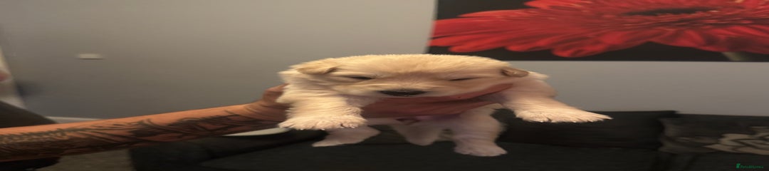 German Shepherd Puppy 10