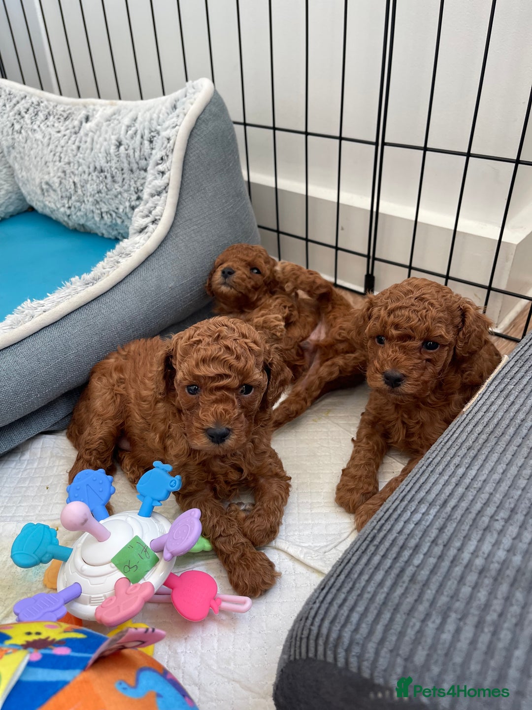 Toy Poodle dogs for sale: Pocket-Sized Love&Personality: Meet Our Toy Poodle - Image 6