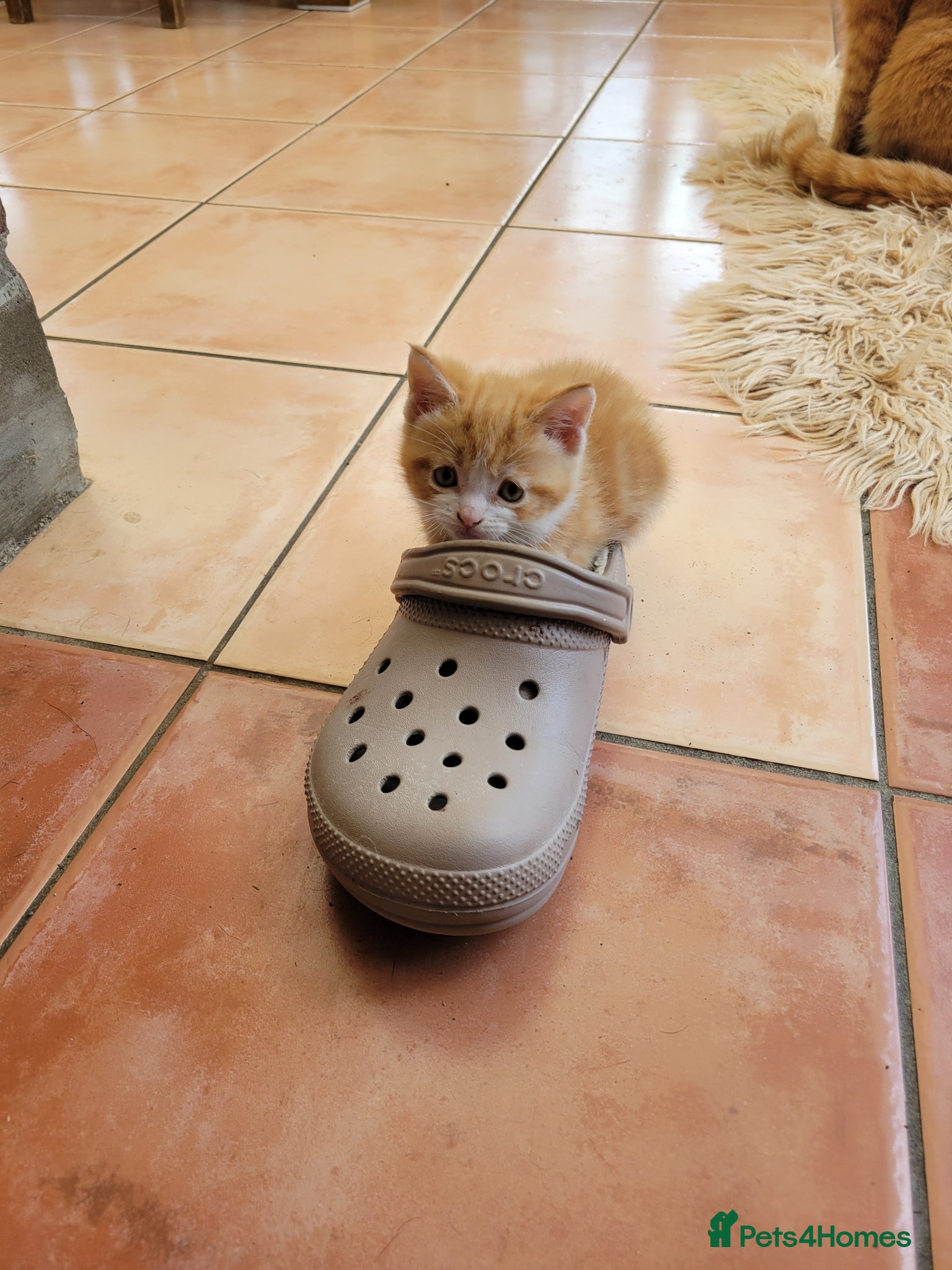 Mixed Breed cats Very cute kittens - Advert 8