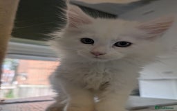 Maine Coon cats for sale: Beautiful polydactyl Maine coon girls  - Image 2