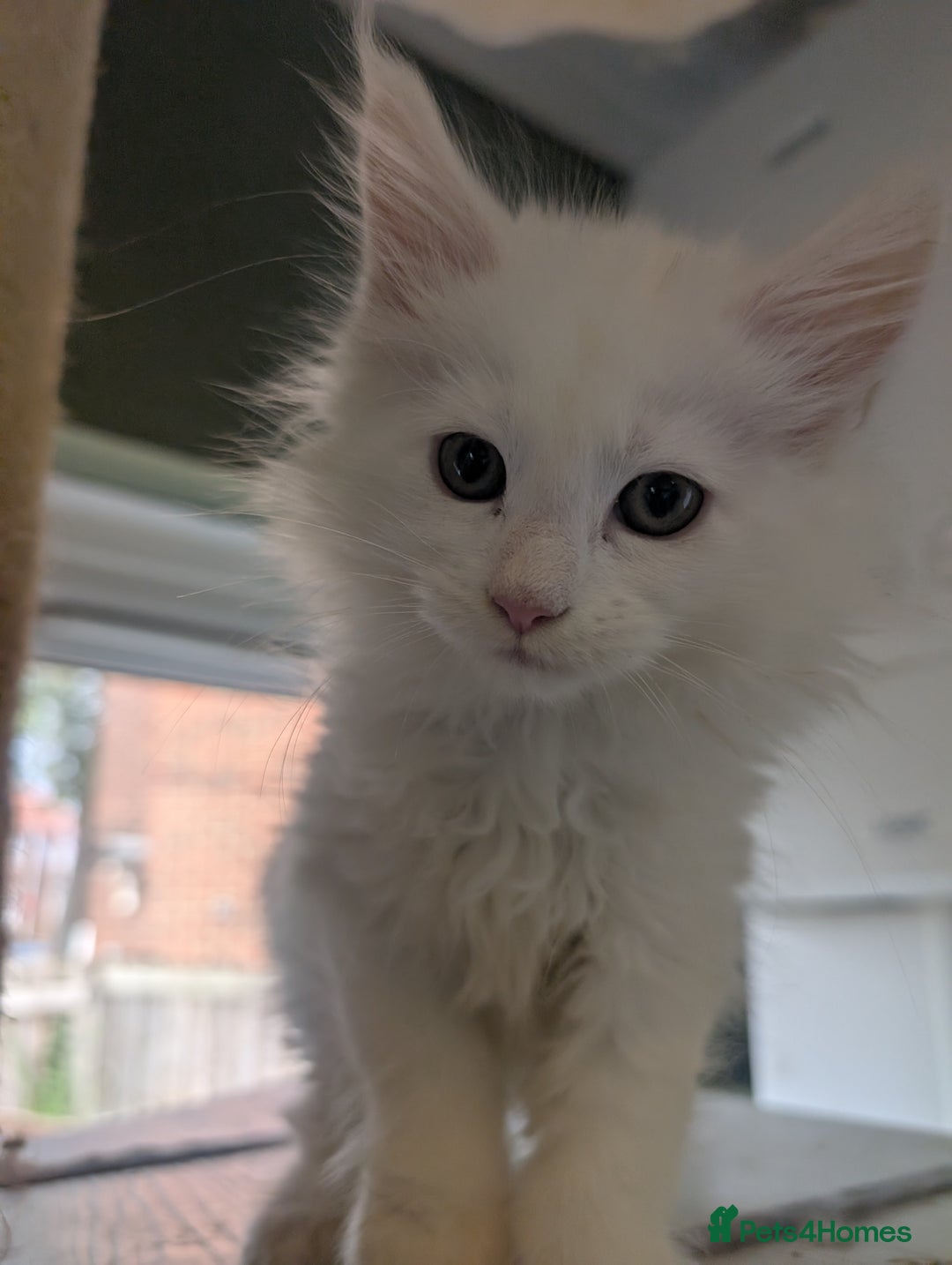Maine Coon cats for sale: Beautiful polydactyl Maine coon girls  - Image 2