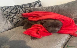 Staffordshire Bull Terrier dogs for sale: kc registered blue staffys due on 23/24th July  - Image 1