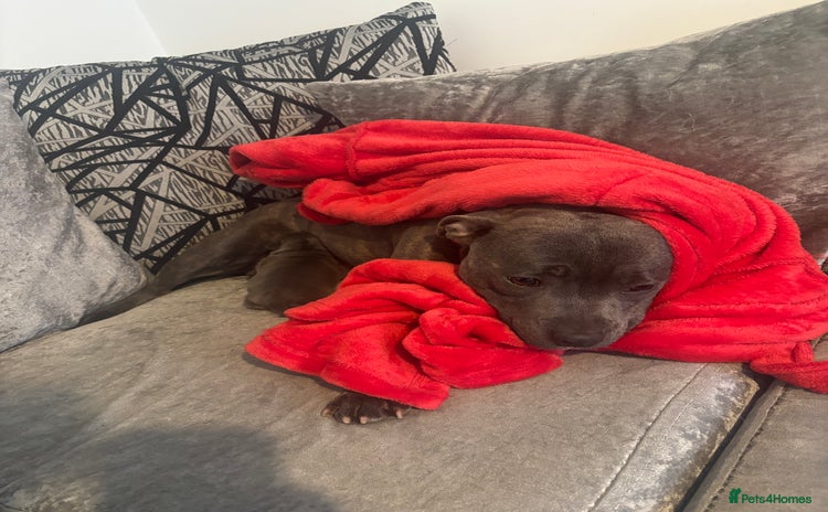 Staffordshire Bull Terrier dogs - Advert 10