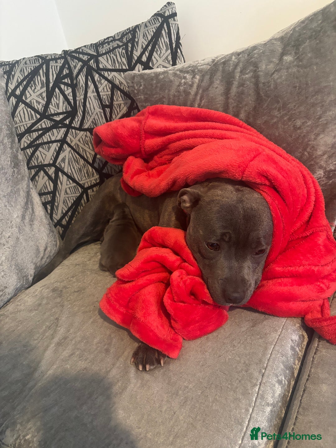 Staffordshire Bull Terrier dogs for sale: kc registered blue staffys due on 23/24th July  - Image 1