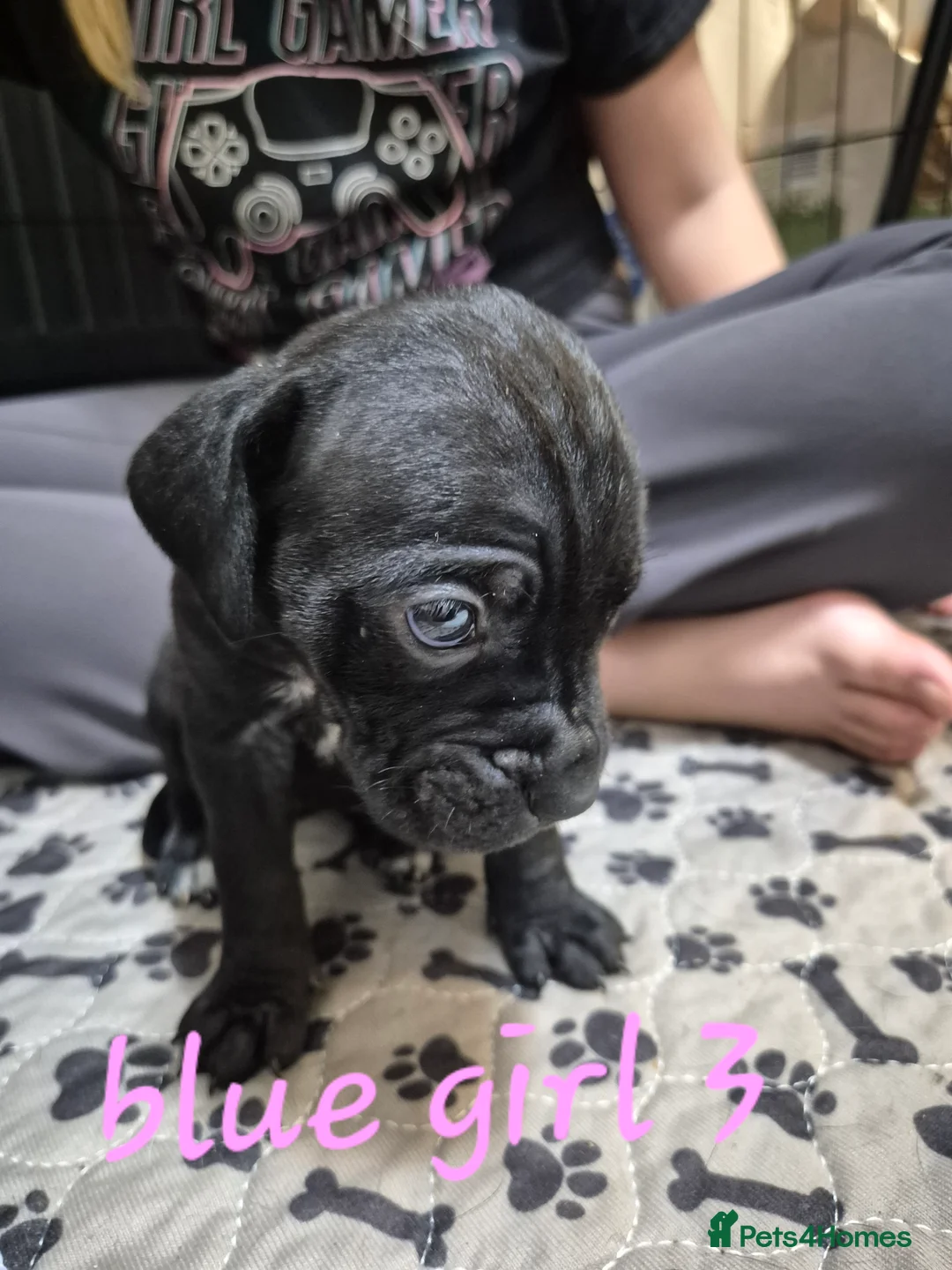 Cane Corso dogs for sale: Cane corso puppies - Advert 35