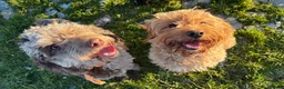 Cockapoo dogs for sale: BEAUTIFUL COCKAPOO PUPPIES  - Advert 3