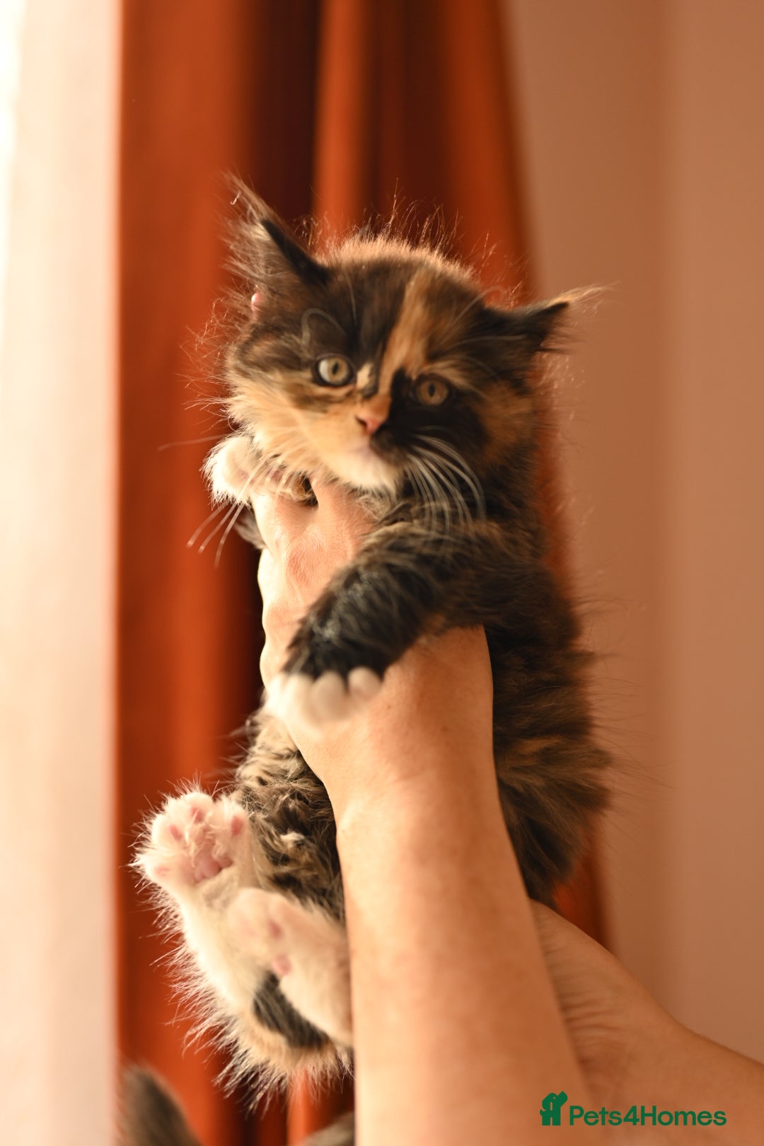 British Longhair cats for sale: 4 British Longhair x Persian Chinchilla Kittens  - Image 5