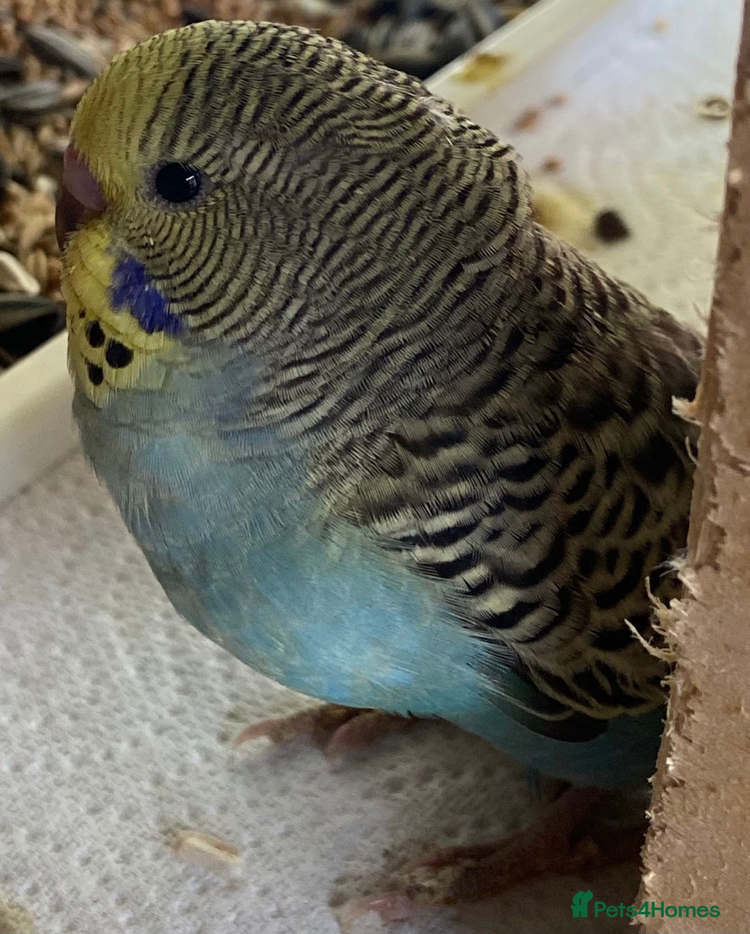 Budgerigars birds for sale: Budgies with an Aviary available. - Image 24
