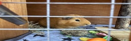 Guinea Pig rodents for sale: 2 brothers, cages and accessories  - Advert 1