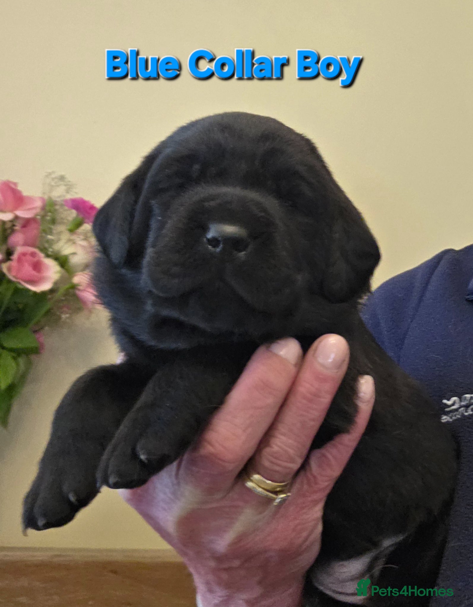 Labrador Retriever dogs Beautiful Black Labrador Puppies  - Advert 2