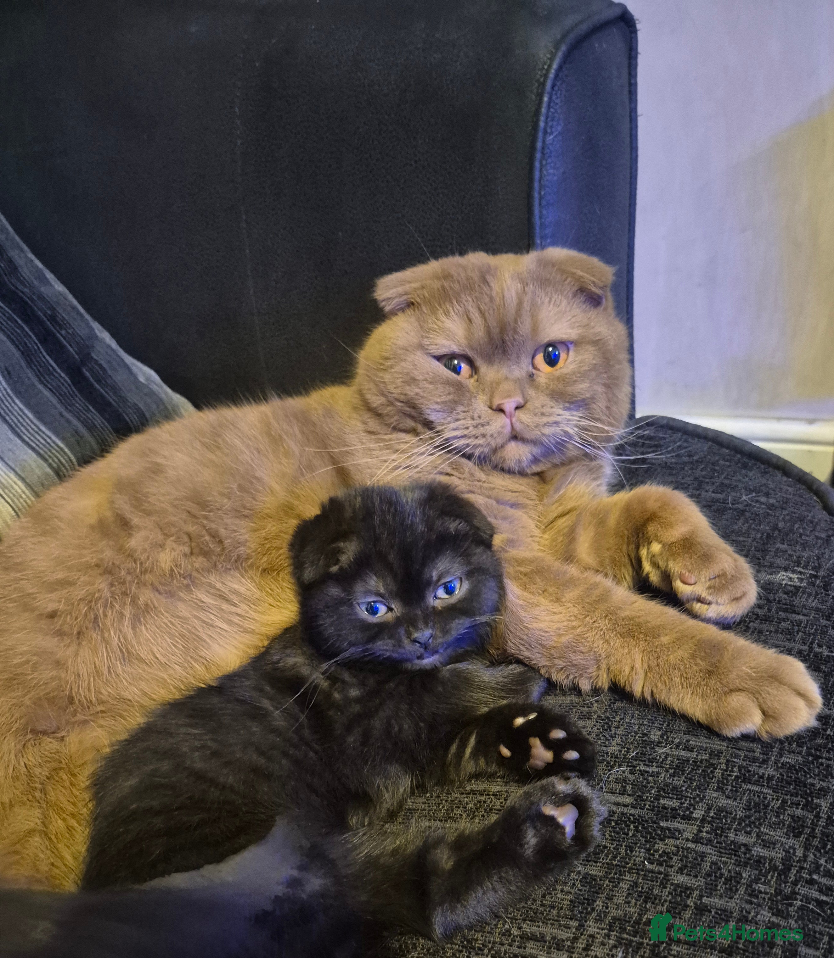 Scottish Fold cats *Reduced*TICA REGISTERED  - Advert 15