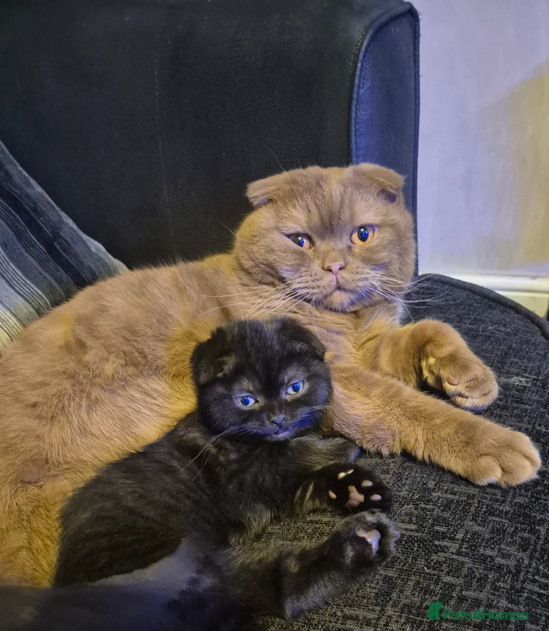 Scottish Fold cats for sale: *Reduced*TICA REGISTERED  - Advert 1
