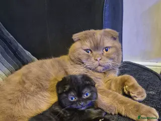 Scottish Fold cats *Reduced*TICA REGISTERED - Advert 15