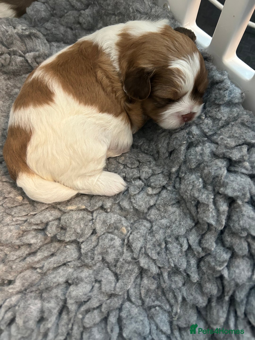 Shihpoo dogs for sale: Beautiful Red and White Parti Shipoo Girls  - Image 8