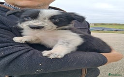 Border Collie dogs for sale: Border Collies  - Image 4