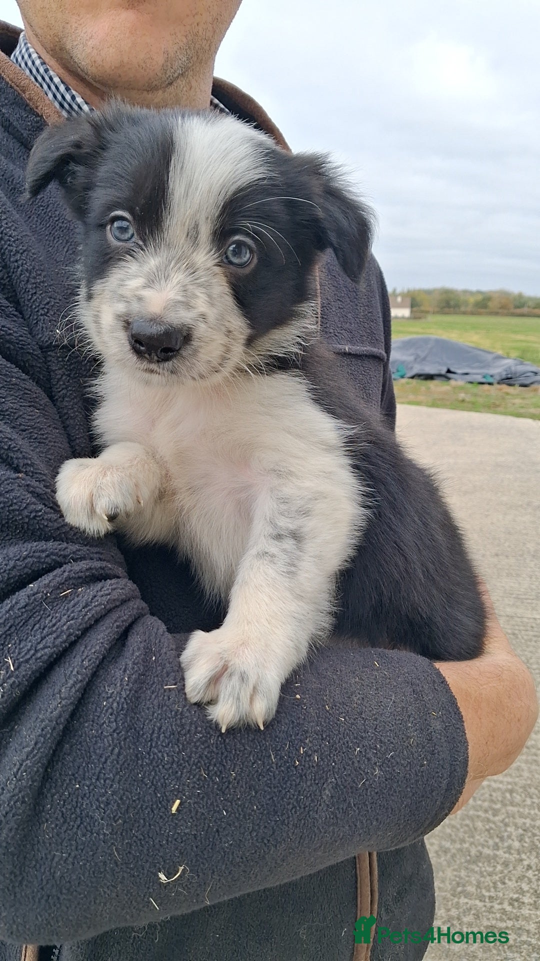 Border Collie dogs for sale: Border Collies  - Image 4