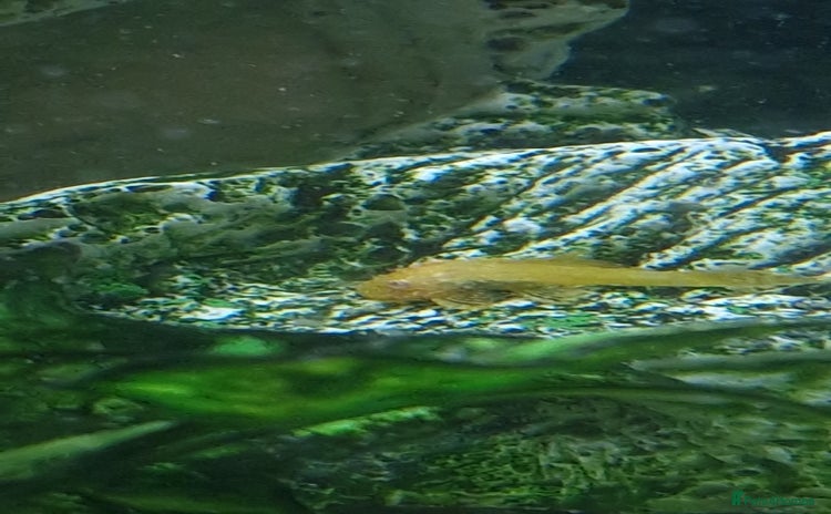 Plecos fish - Advert 1